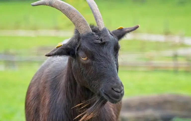 Close-up of a black goat with large curved horns in a grassy field.