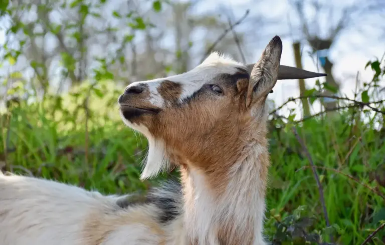 Goat gazing upward in a grassy outdoor setting with green foliage in the background.