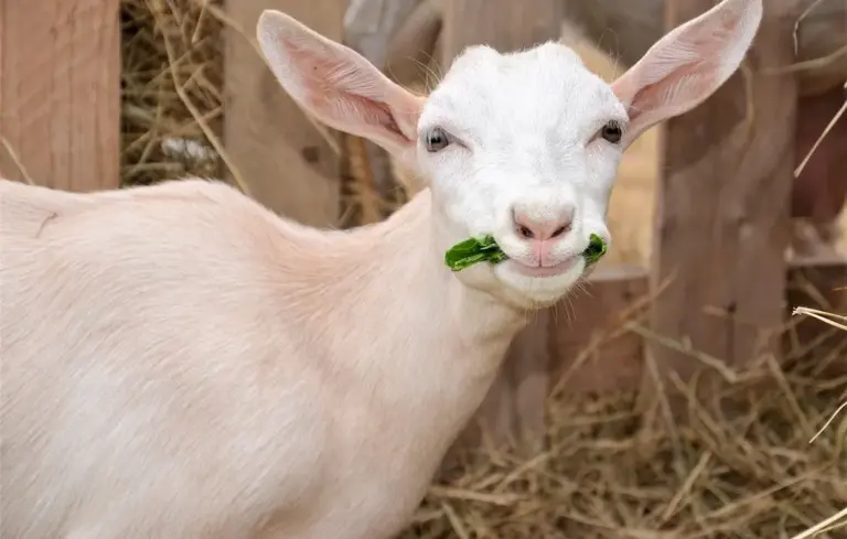 Young white goat chewing a green leaf in a straw-filled pen.