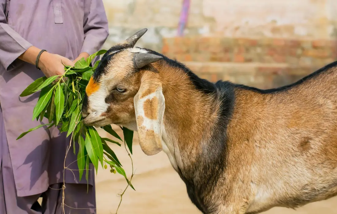 Goat sniffing a leafy branch offered by a person, illustrating potential exposure to human foods