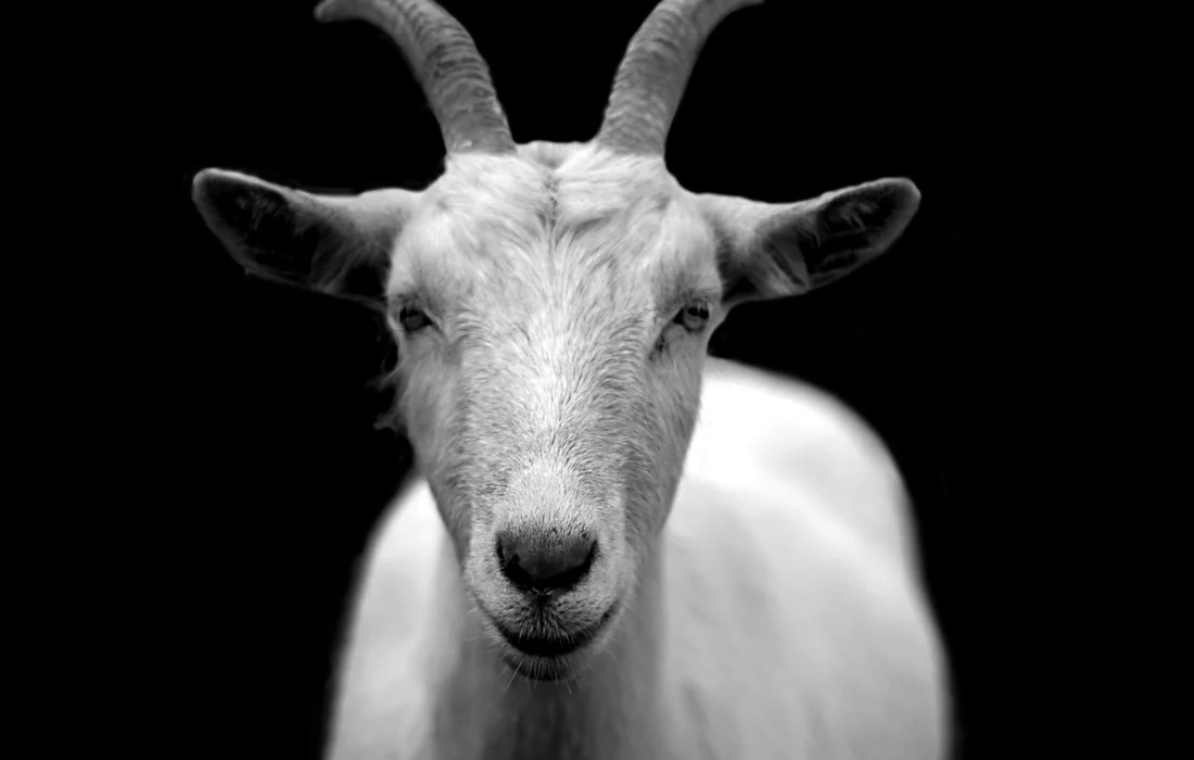 Close-up of a goat's face with a dark background.