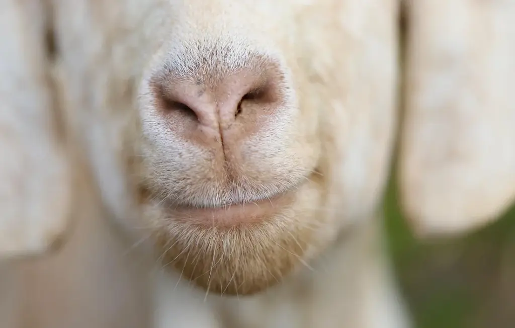 Can Goats Eat Bell Peppers & Hot Peppers? Your Guide to Pepper Safety