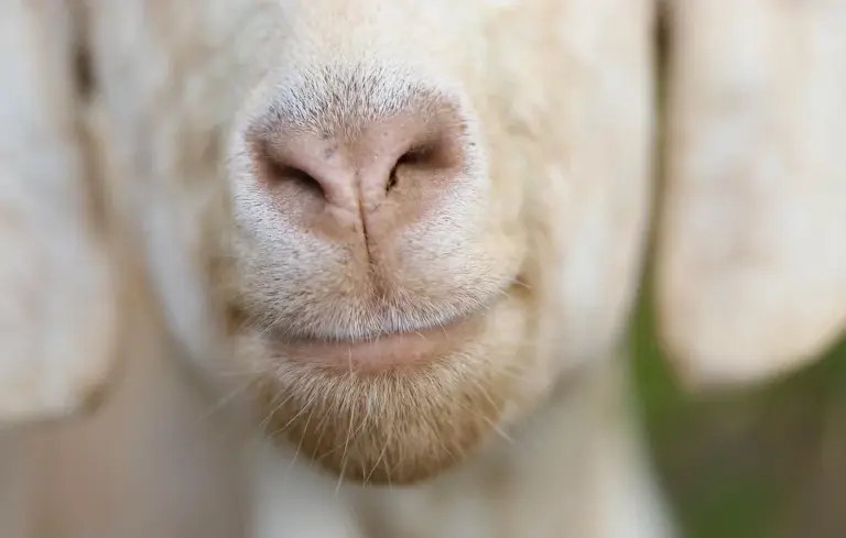 Close-up of a goat's snout and mouth