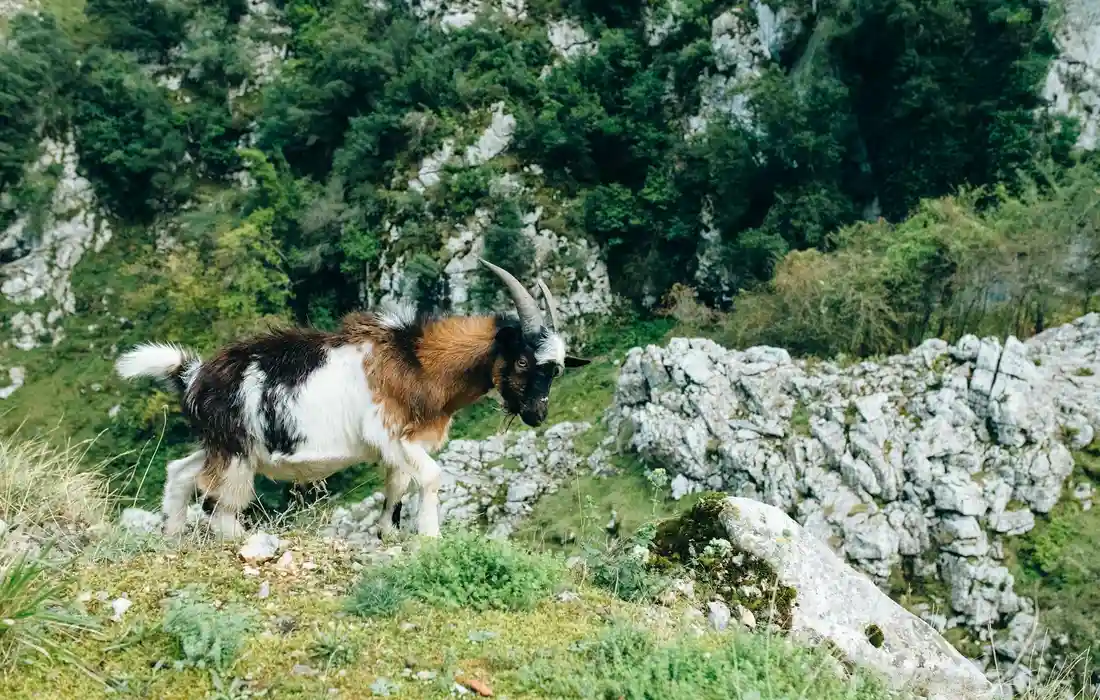 Goat foraging in a rocky hillside pasture with shrubs and stone walls.