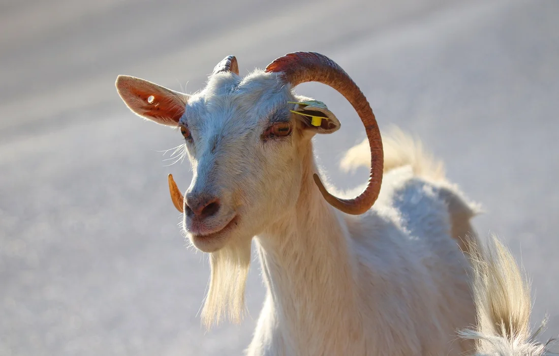 White goat with curved horns and a yellow ear tag standing outdoors, looking at the camera.