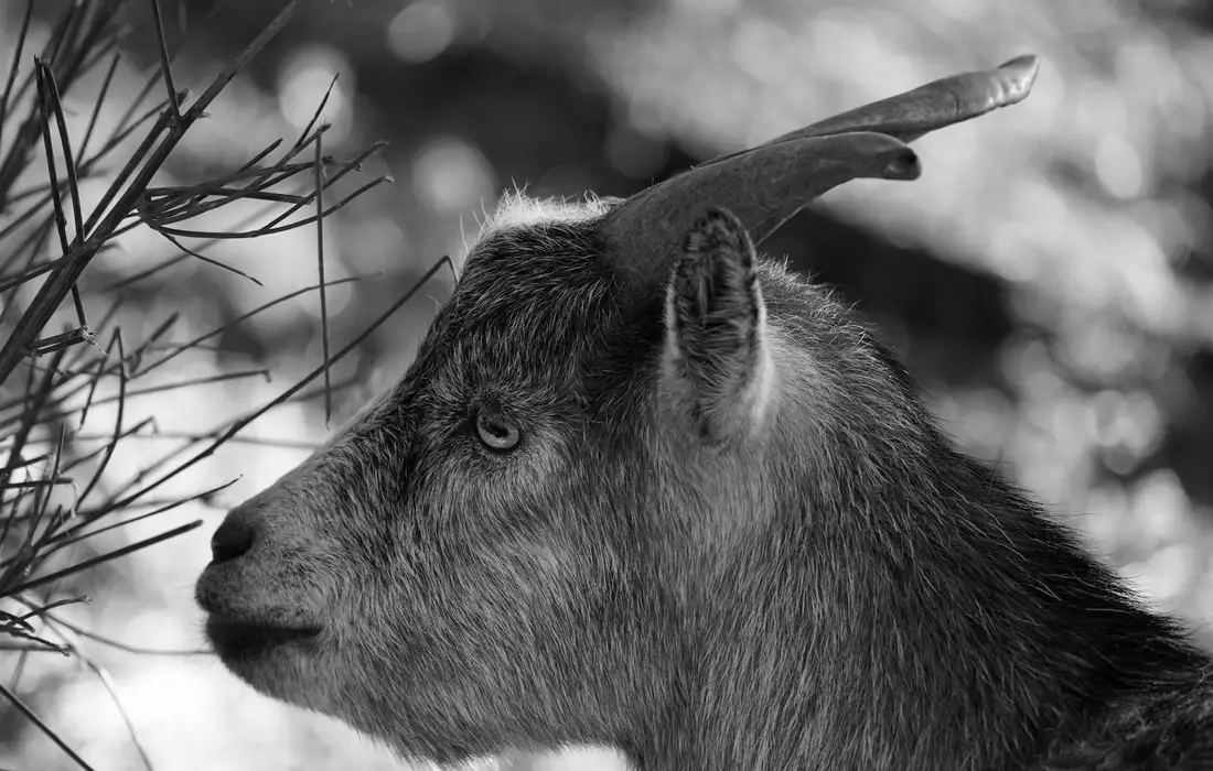 Close-up side profile of a horned goat in black and white