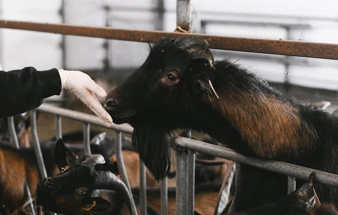 Goat leaning toward a gloved hand offering food in a pen, with other goats in the background.