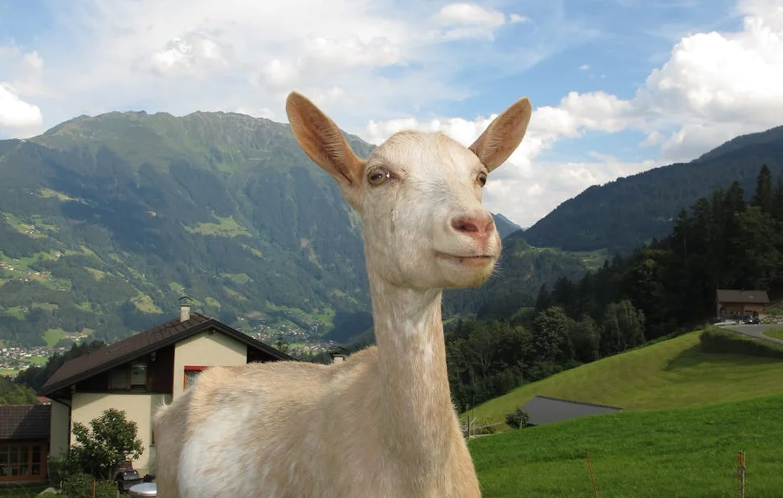A white goat stands in a lush alpine valley with green hills and distant houses under a blue sky, illustrating the setting for rind safety and seed hazard discussions.