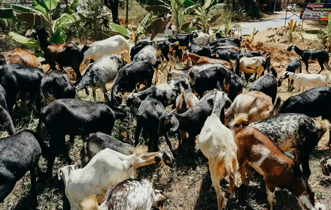A crowd of goats of various colors grazing in a dusty yard near banana plants.