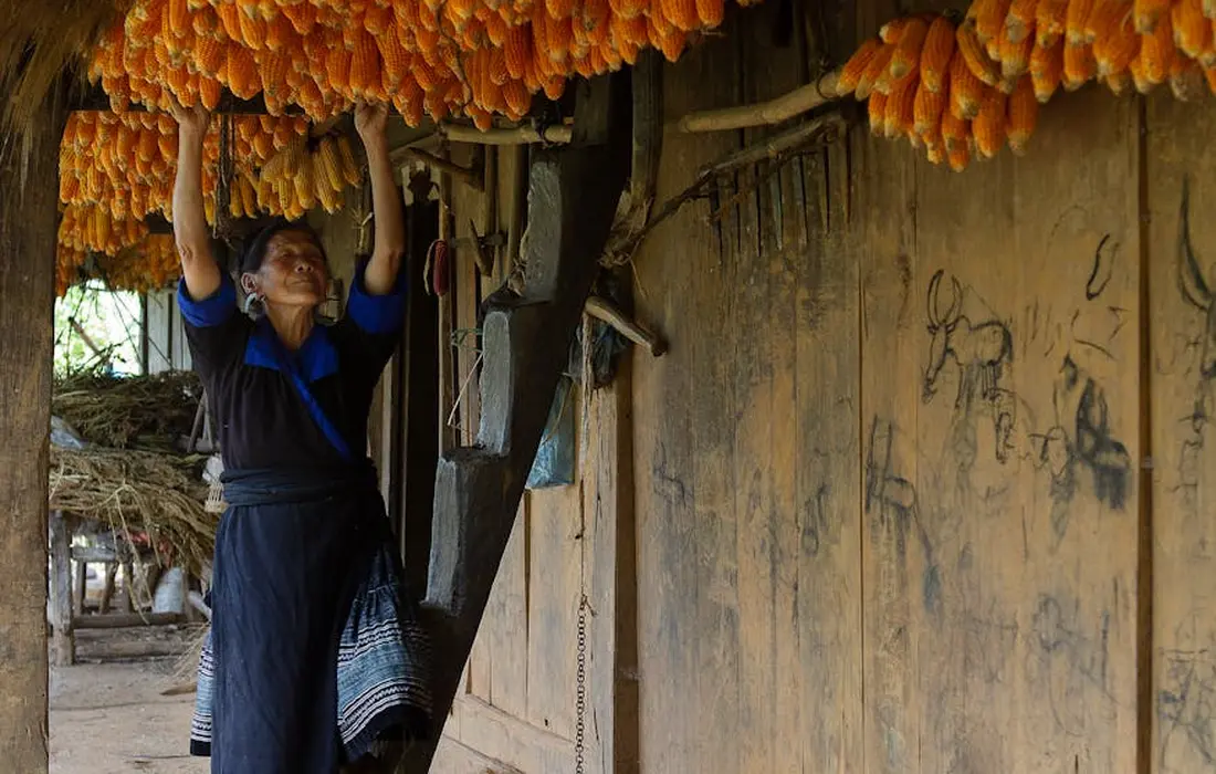 A woman stands under a roof, lifting her arms to hang rows of drying orange corn cobs against a wooden wall.
