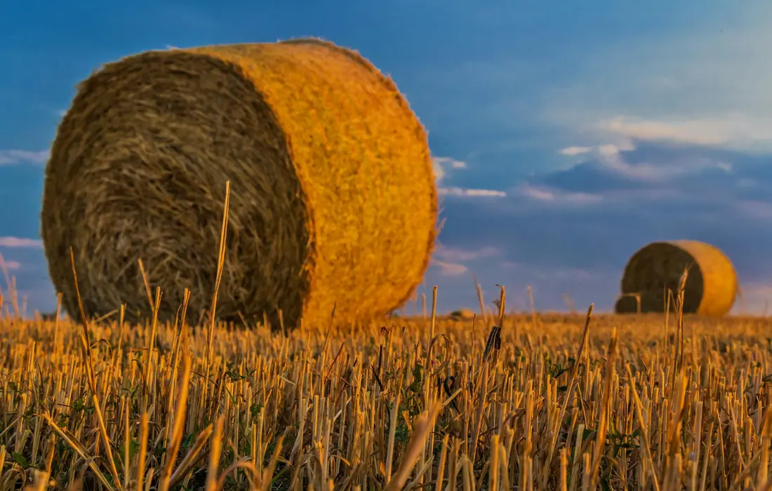 Golden hay bales in a field at sunset under a blue sky