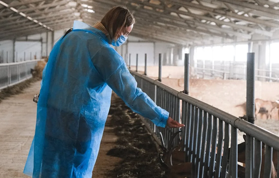 Caretaker in blue protective gear feeding hay to goats inside a barn.