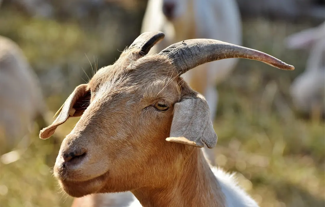Close-up of a brown and white goat with curved horns in a sunlit field.
