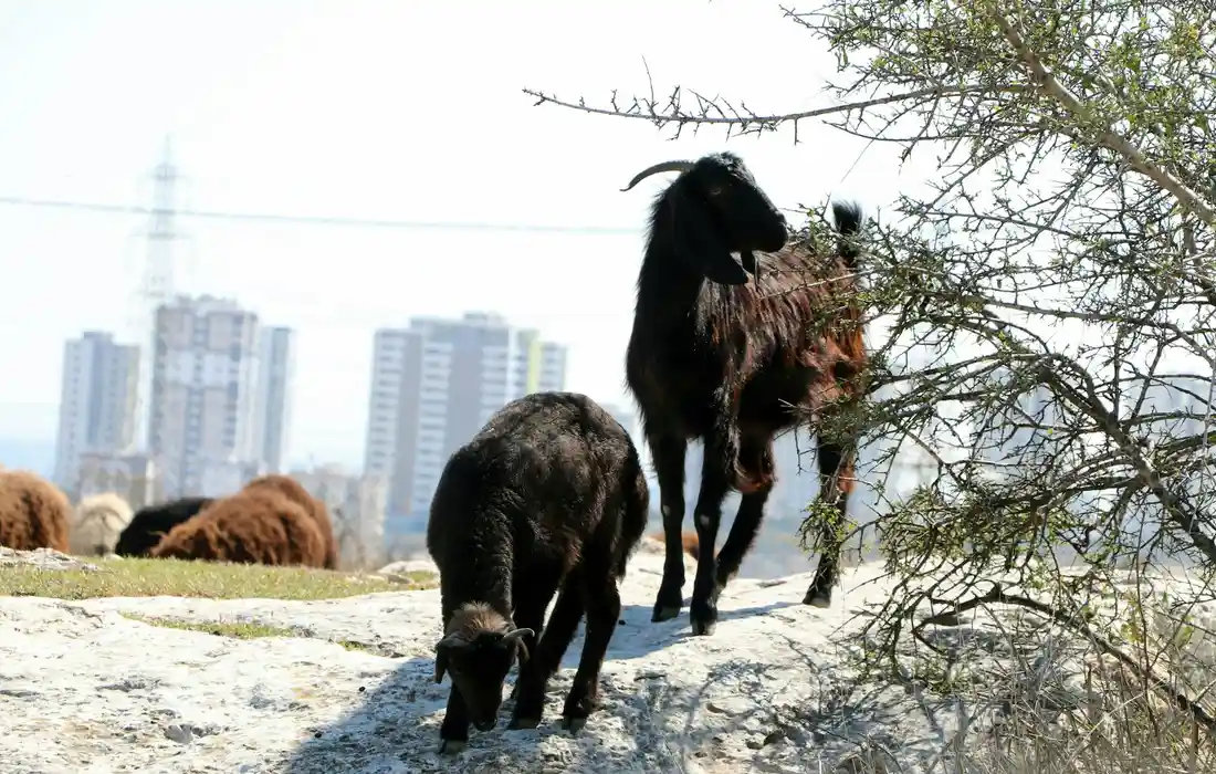 Goats foraging on a rocky hillside with an urban skyline in the background.