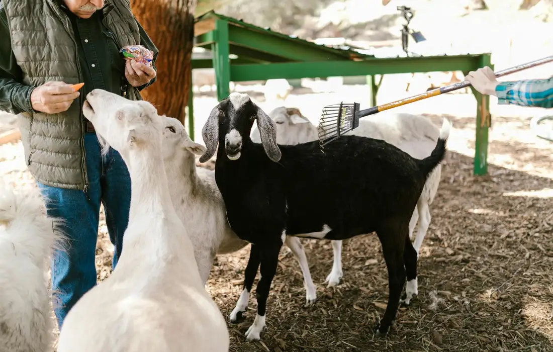 A caregiver in a vest feeds a white goat while several goats gather nearby in an outdoor pen.