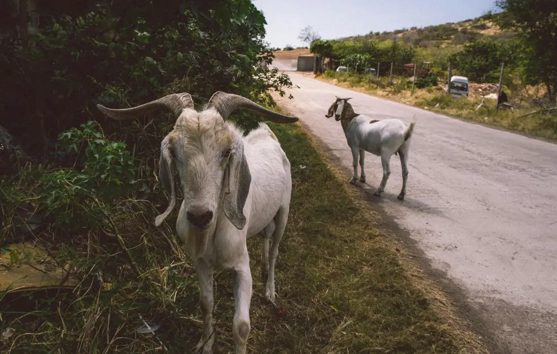Two white goats on a rural roadside with bushes on the left and a dirt road on the right; one goat close to the camera.