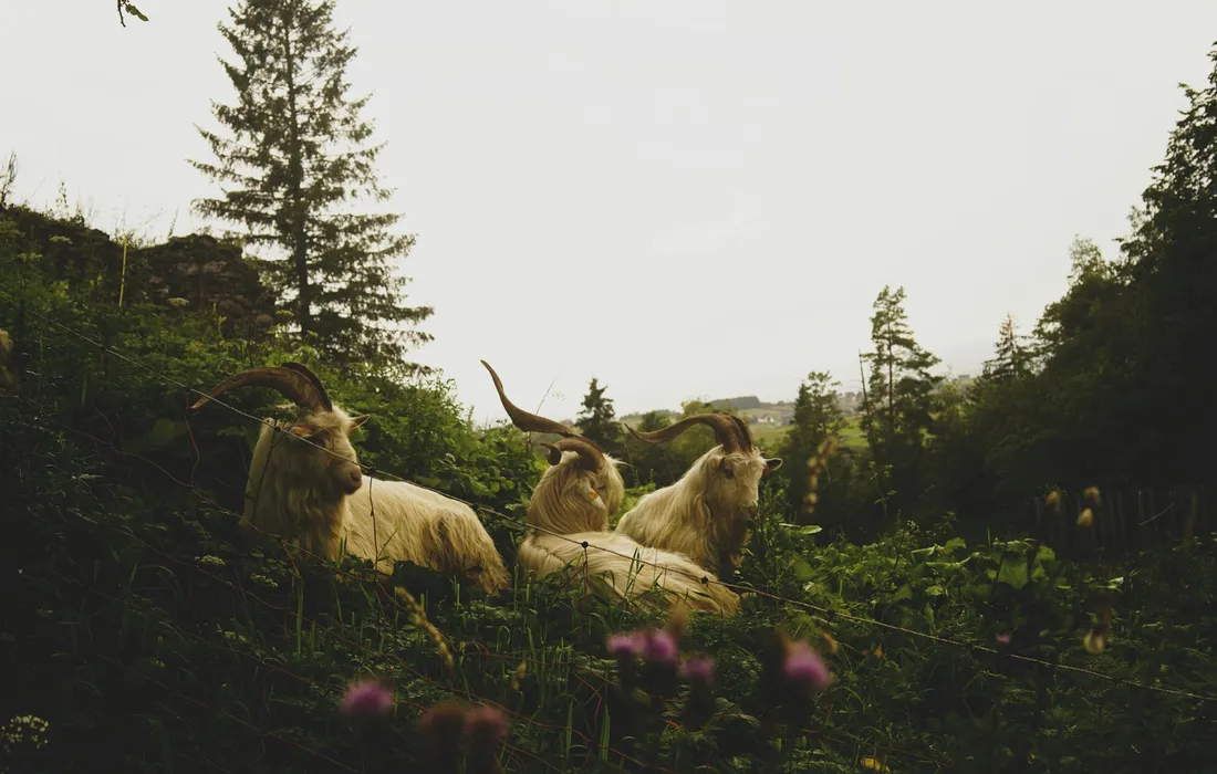 Three goats standing and grazing among low shrubs and evergreen trees in a meadow.
