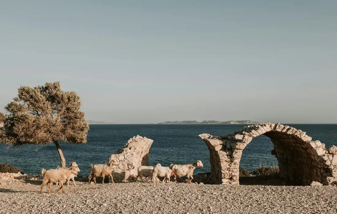 A small herd of goats grazing near ancient stone arches along a rocky coastline by the sea.