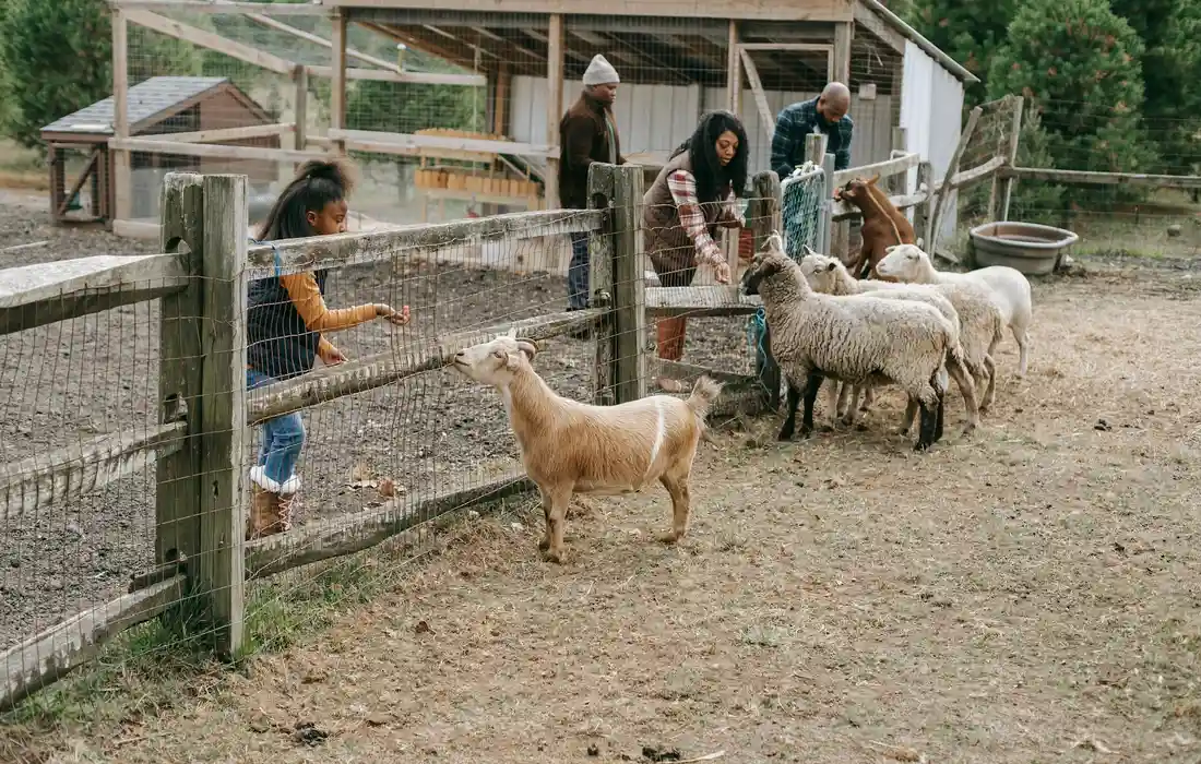 Children and adults feeding goats in a fenced outdoor pen at a small farm