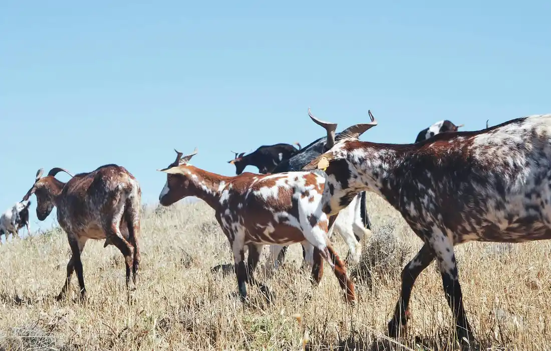 A group of goats grazing in a dry grassy field under a clear blue sky.