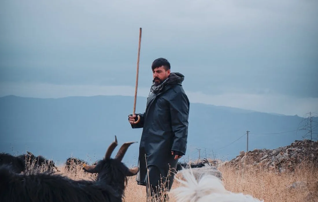 A person in a dark coat stands in a dry, grassy field with several goats nearby, holding a long wooden staff.