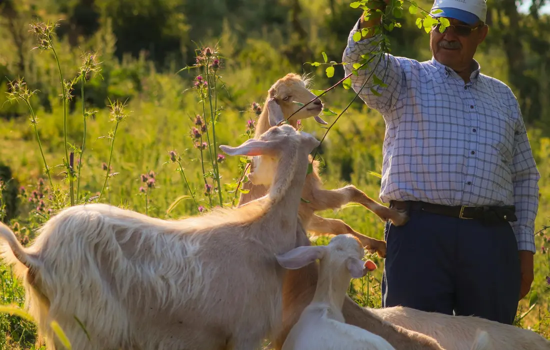 A person in a cap and checkered shirt stands in a sunlit field with two goats, inspecting forage plants.
