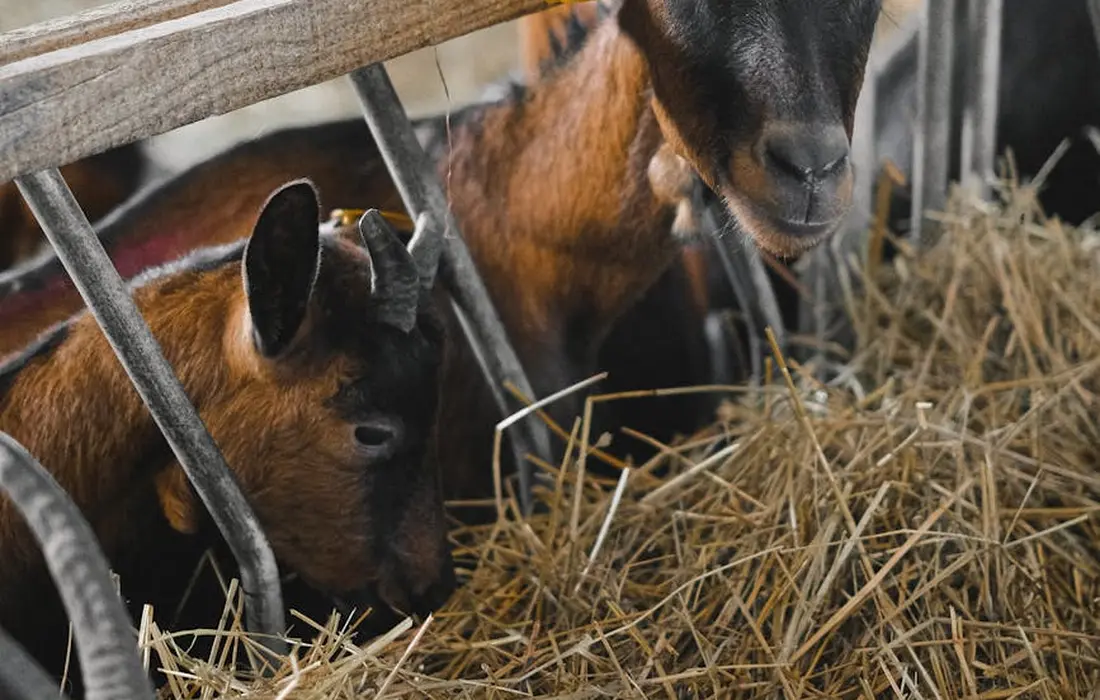 Two goats eating hay from a feeder inside a barn stall.