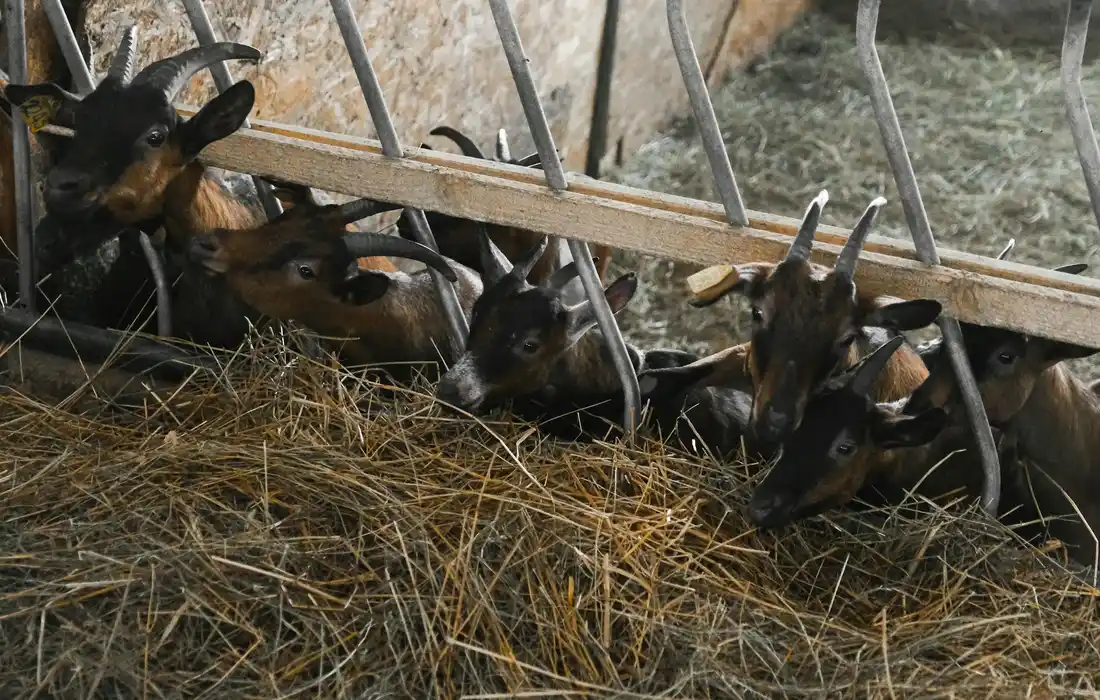 A group of goats leaning through a hay rack to eat hay in a barn, with straw on the floor and metal bars overhead.