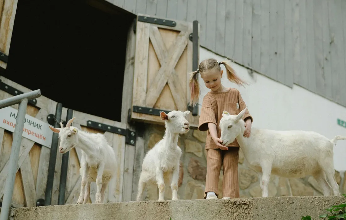 A young girl in brown clothing stands with several white goats beside a barn.
