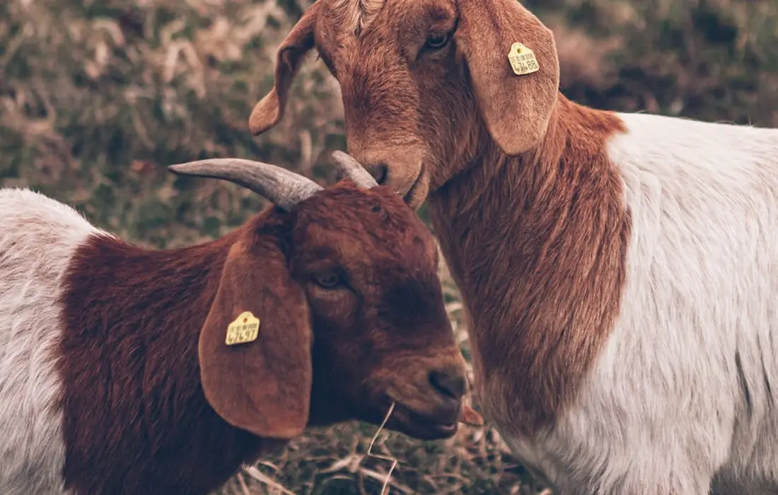 Two goats with ear tags standing close together in a natural setting, brown and white coats, noses nearly touching.