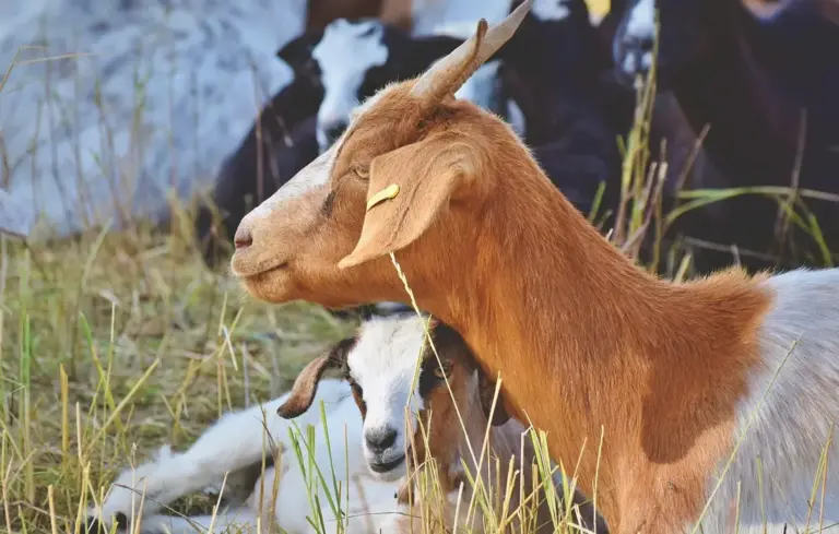 Two goats in a grassy field, one brown and tan in the foreground and a white and black goat in the background.