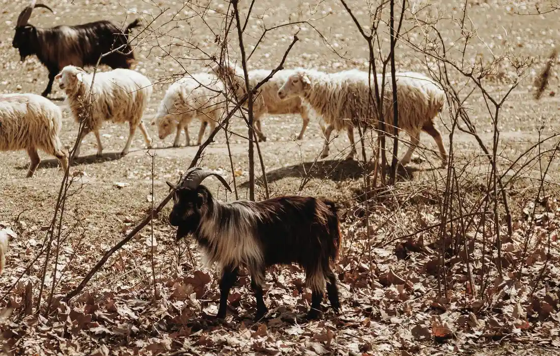 A group of goats grazing in a dry, leaf-covered field; a dark brown and white goat stands in the foreground with several light-colored goats in the background.