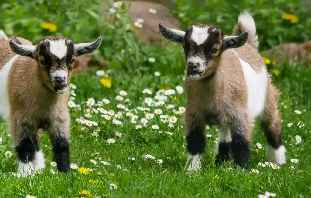 Safely Feeding Watermelon to Your Goats: The Farmer’s Fix