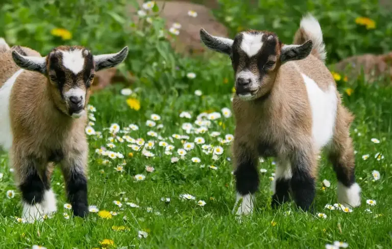 Two young goats standing on a grassy field dotted with white daisies and yellow flowers.