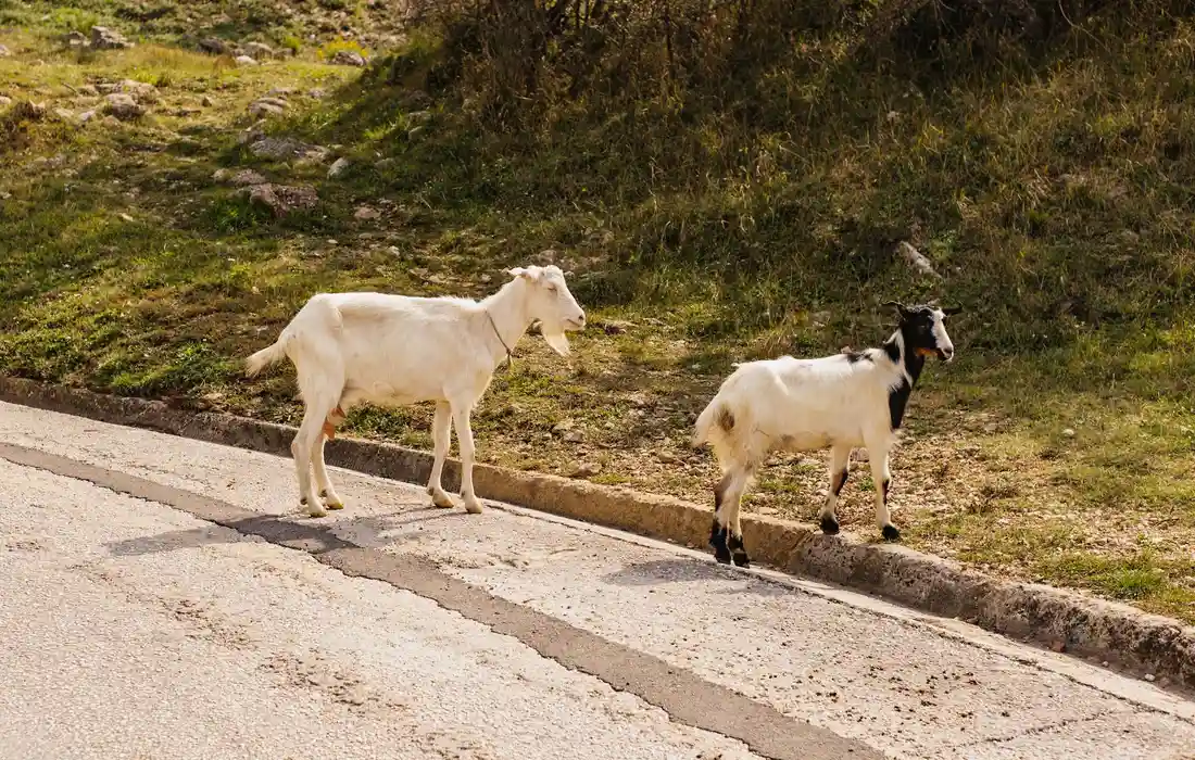 Two goats standing near a roadside verge, one white and the other white with black patches, with grass and shrubs in the background.