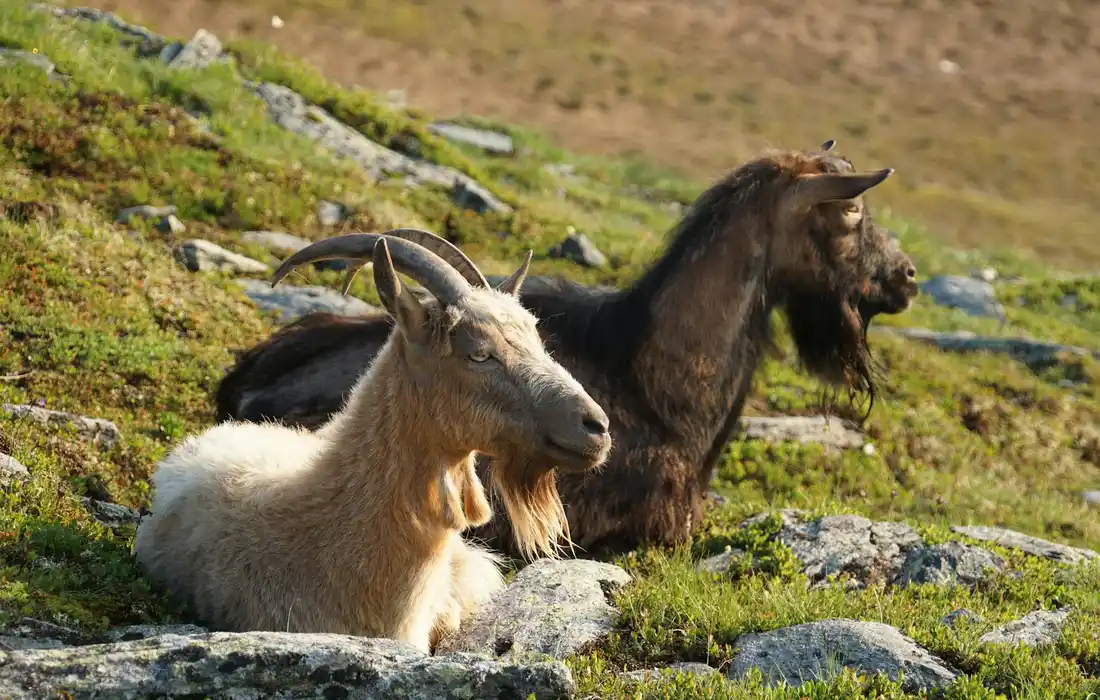Two goats resting on a rocky hillside with patches of green grass and moss.