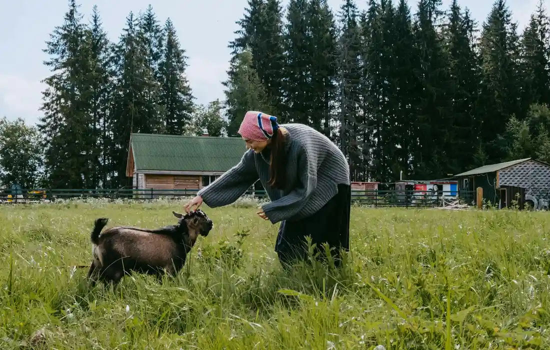 Person bending down to feed a small brown goat in a grassy farm field, with trees and farm buildings in the background.