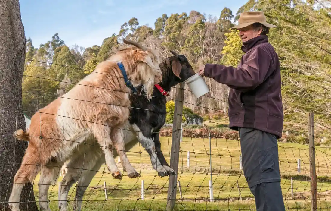 A person wearing a hat and jacket feeds two goats over a fence; the goats lean against the wire fence and reach toward a white bucket.
