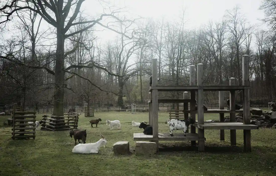 Several goats lounging and grazing in a fenced yard with wooden platforms and structures, demonstrating a goat-powered weed-control setup.