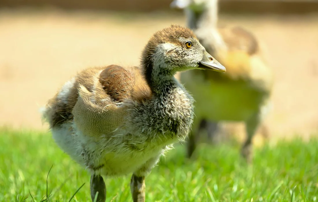 Young gosling standing on green grass with another goose blurred in the background.