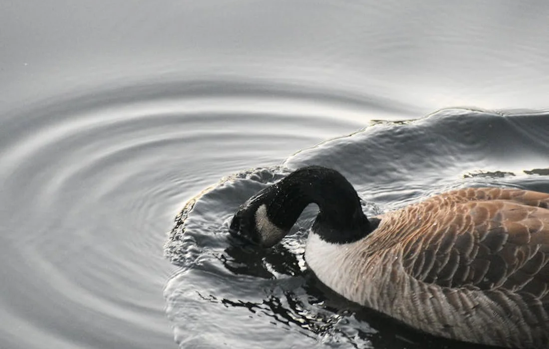 A Canada goose with a black head and neck dips its beak into calm water, creating circular ripples as it forages.