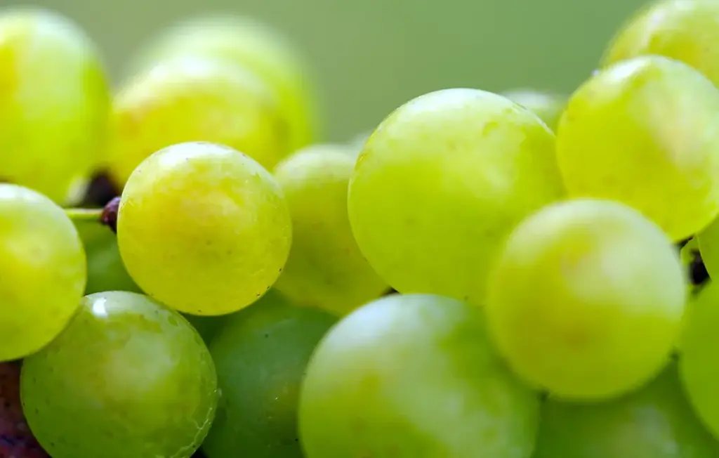 The Safe Farmer’s Guide to Feeding Grapes to Rabbits and Guinea Pigs