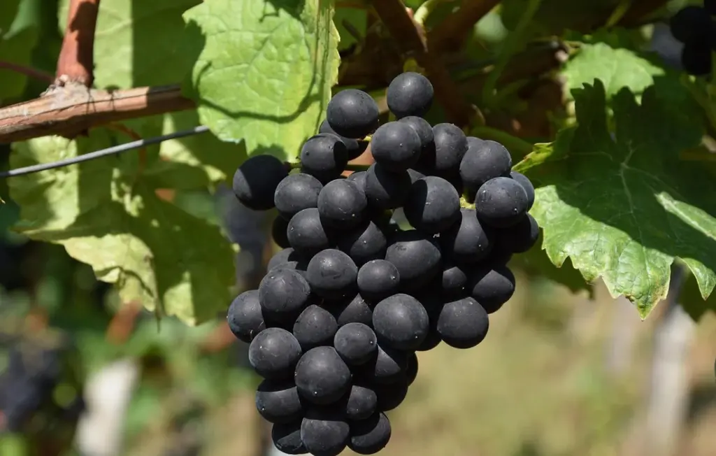 Feeding Grapes to Chickens: A Safe and Simple Treat Guide