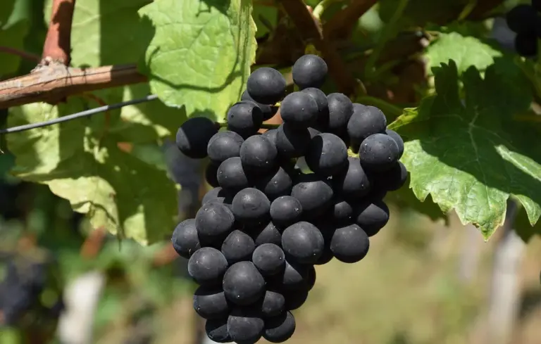 Close-up of a black grape cluster hanging from a vine with green leaves