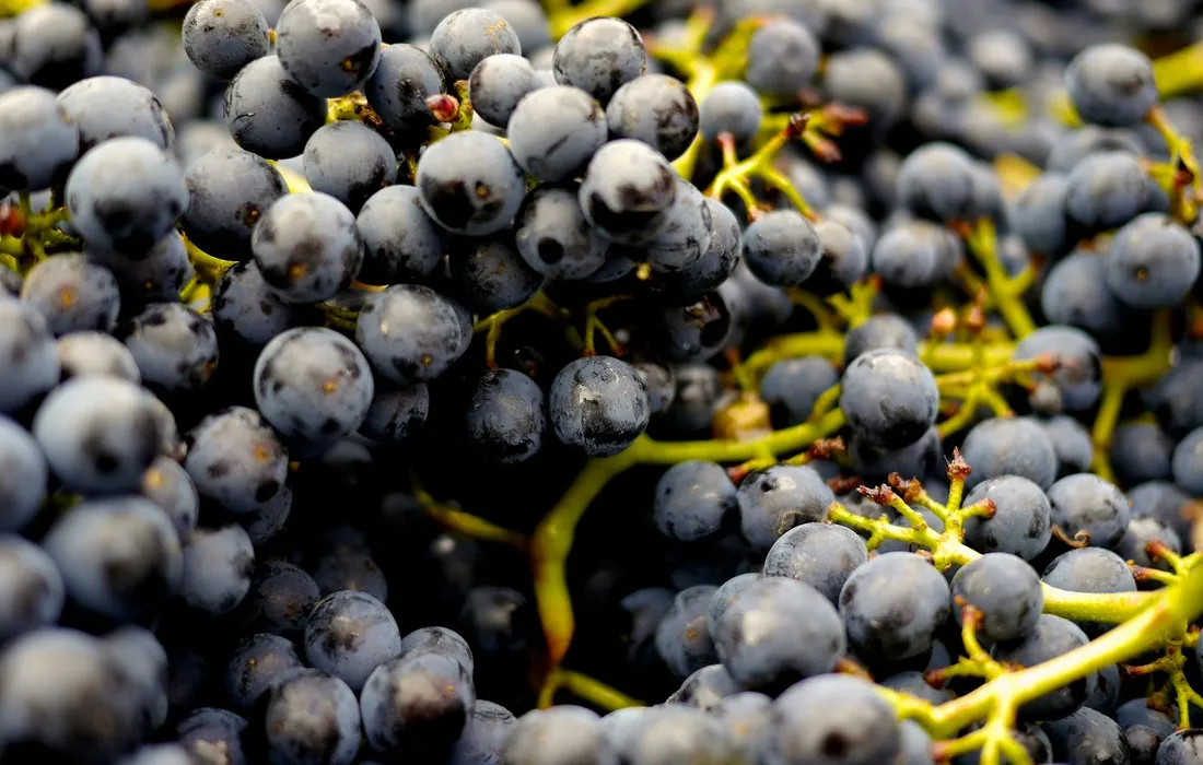 Close-up of blue-black grapes with yellow-green stems