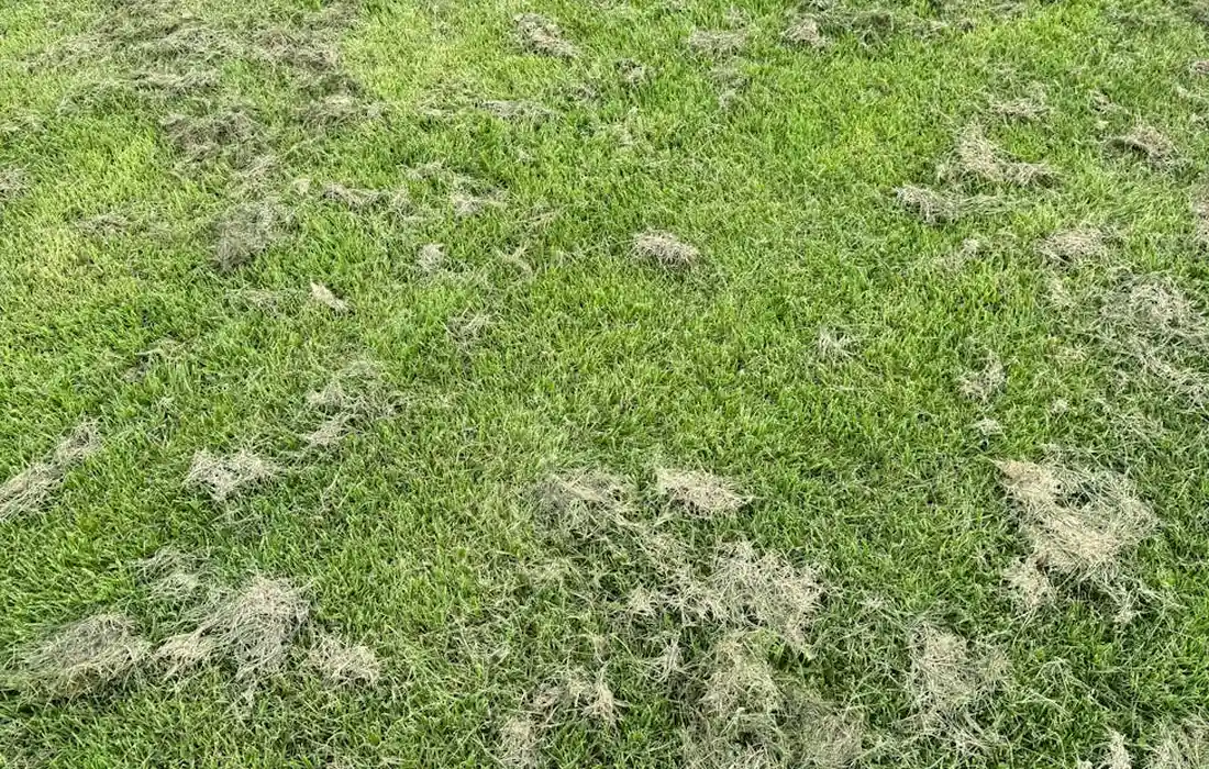 Lawn with scattered grass clippings and patches of dried grass.