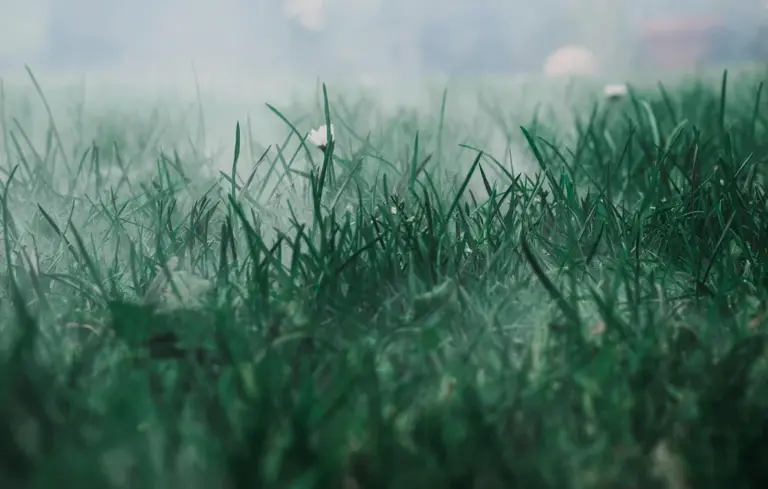 Close-up of green grass in a field, illustrating forage available to free-range chickens.