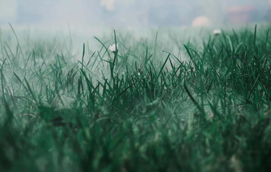 Close-up of green grass in a field, illustrating forage available to free-range chickens.