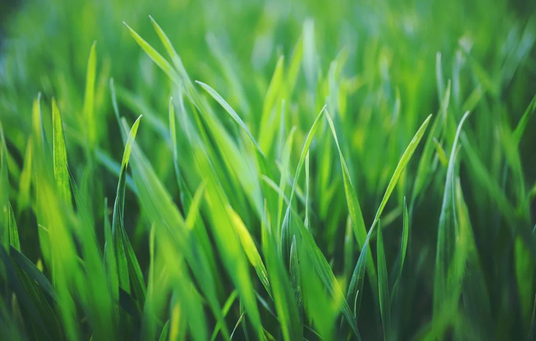 Close-up image of vibrant green grass blades