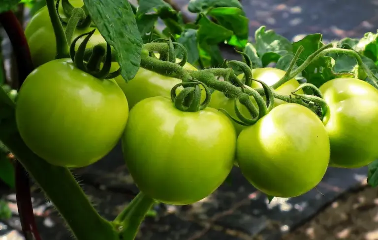 Unripe green tomatoes hanging on a vine in a garden